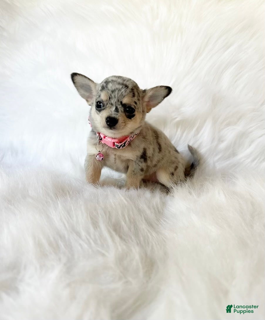 Micro Teacup Chihuahua Blue Merle Chihuahua Puppies Merle