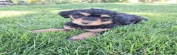 Mini Aussiedoodle dogs for sale: Yellow - Ad 8