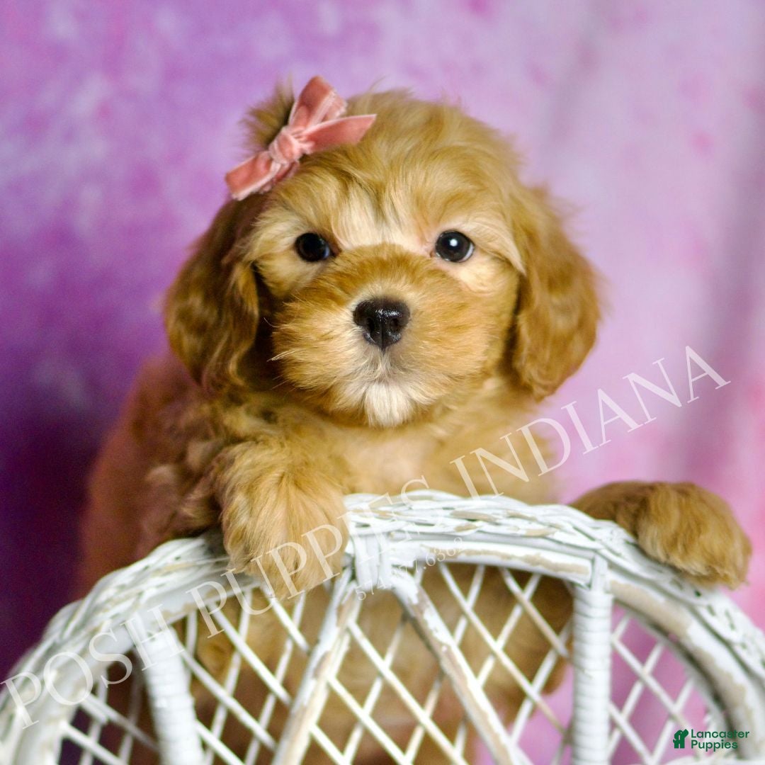 Mini Goldendoodle dogs Bella - Ad 10