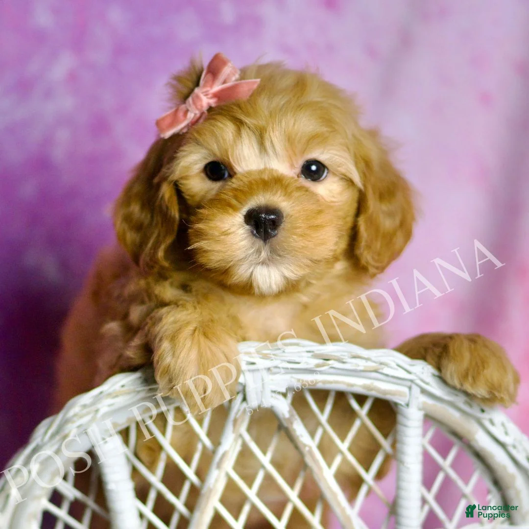 Mini Goldendoodle dogs for sale: Bella - Ad 3