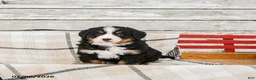 Bernese Mountain Dog dogs for sale: Maple   - Ad 2