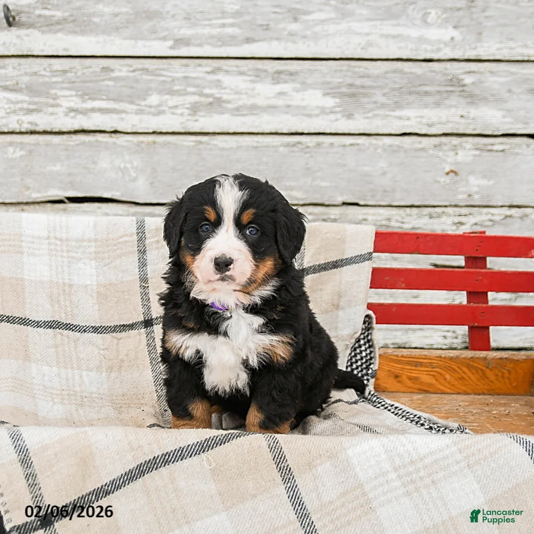 Bernese Mountain Dog dogs for sale: Maple   - Ad 2