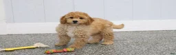 Mini Goldendoodle dogs for sale: Frankie - Ad 5