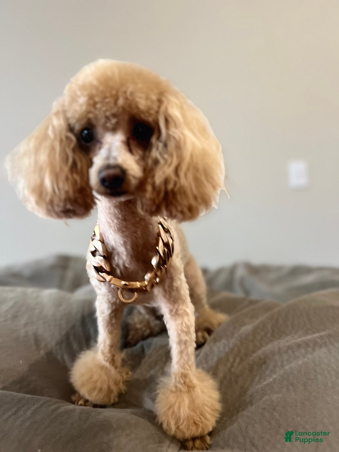 Gallery Image {{count}}