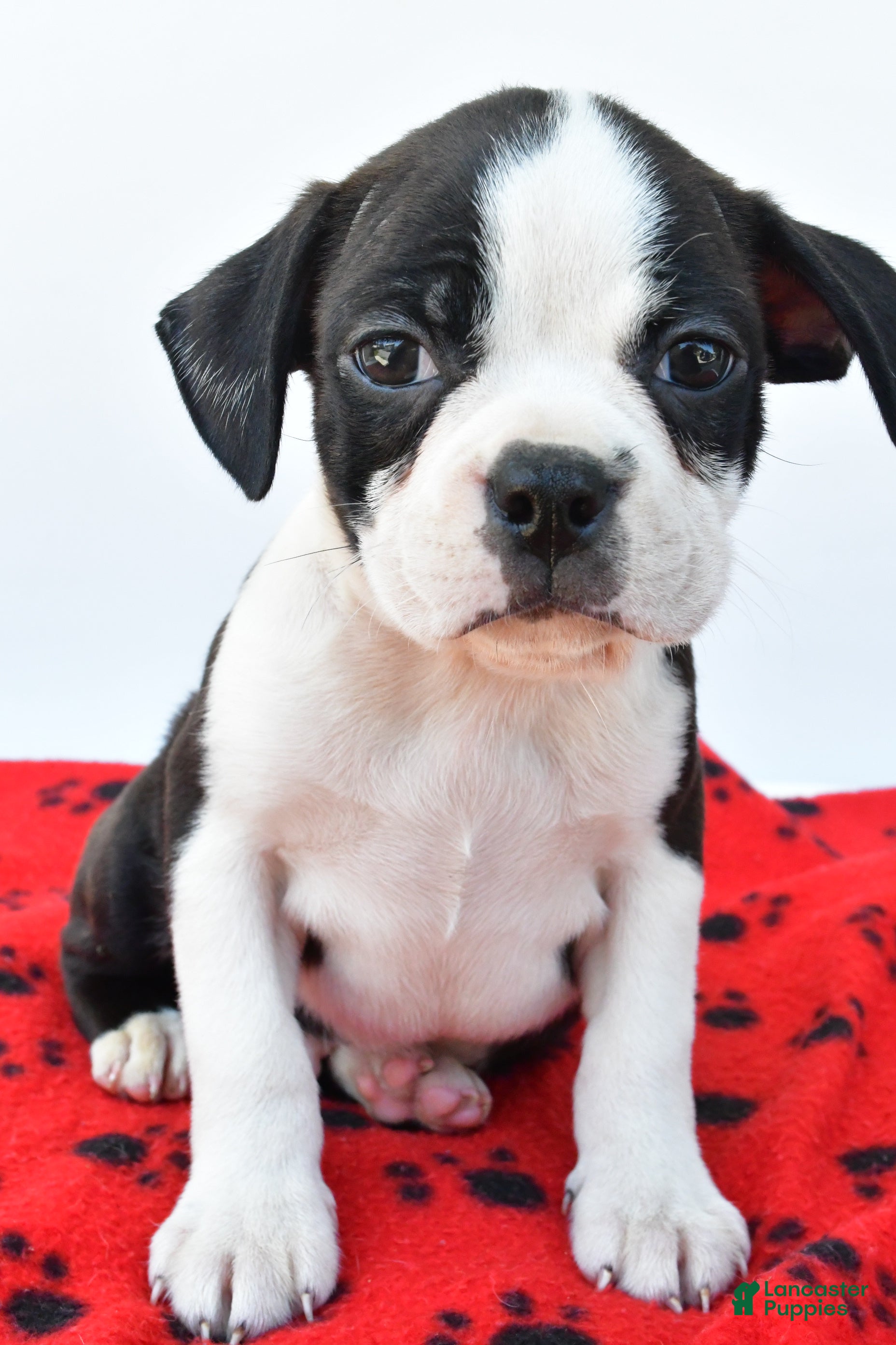 Boston Terrier dogs Rex - Ad 1