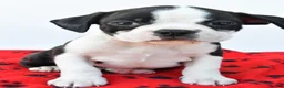 Boston Terrier dogs for sale: Rex - Ad 1