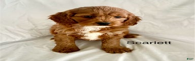 Scarlett 