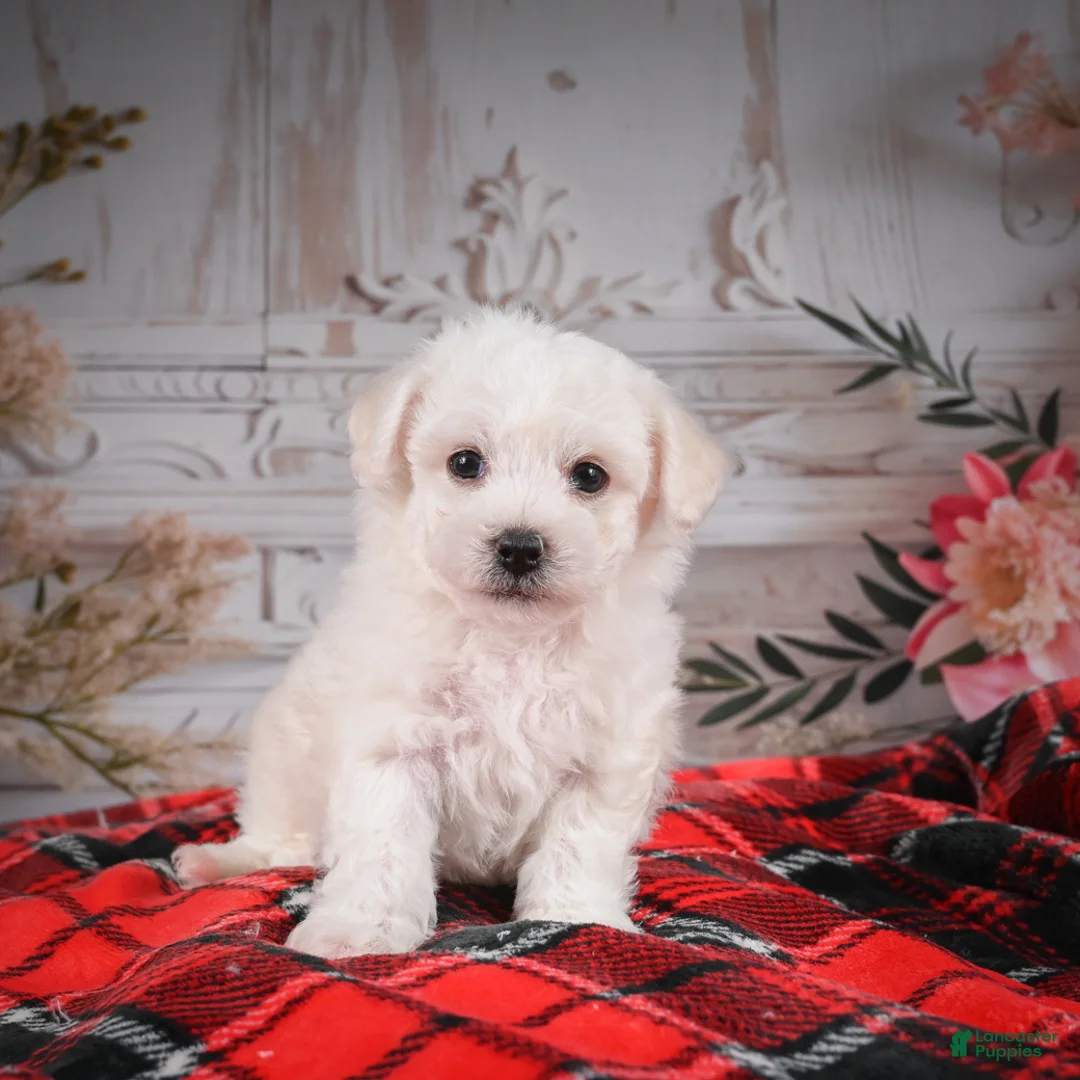 Bichon Frise dogs for sale: AKC-Romeo - Ad 5