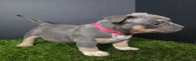 American Bully 8
