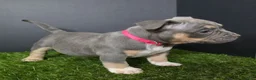 American Bully dogs for sale: American Bully 8 - Ad 1