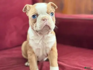 Boston Terrier dogs Beauty - Ad 42