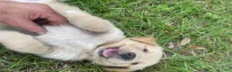 Golden Retriever dogs for sale: Golden Retriever 3 - Ad 2
