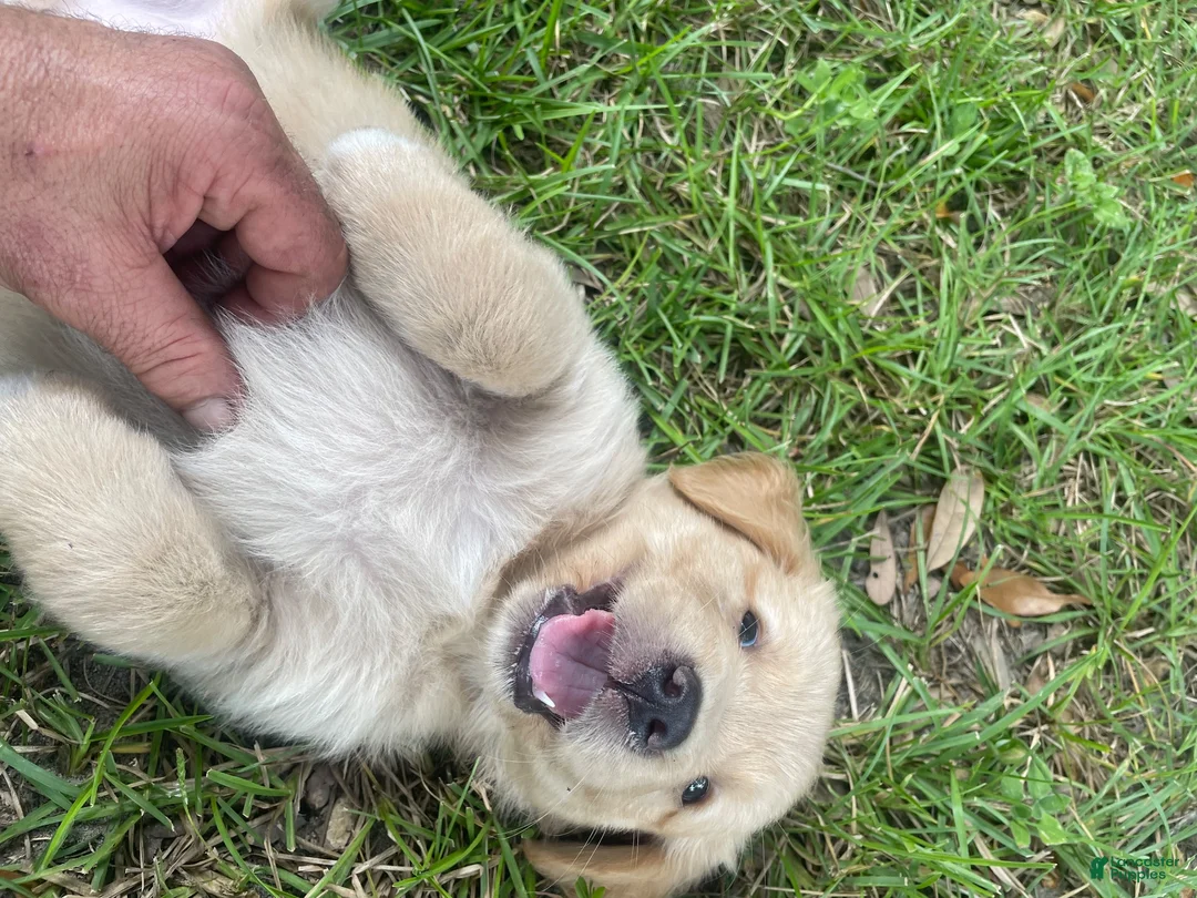 Golden Retriever dogs for sale: Golden Retriever 3 - Ad 2
