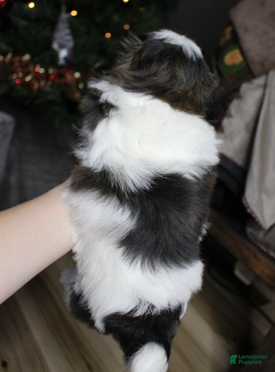 Shih Tzu dogs for sale: Koda - Ad 5