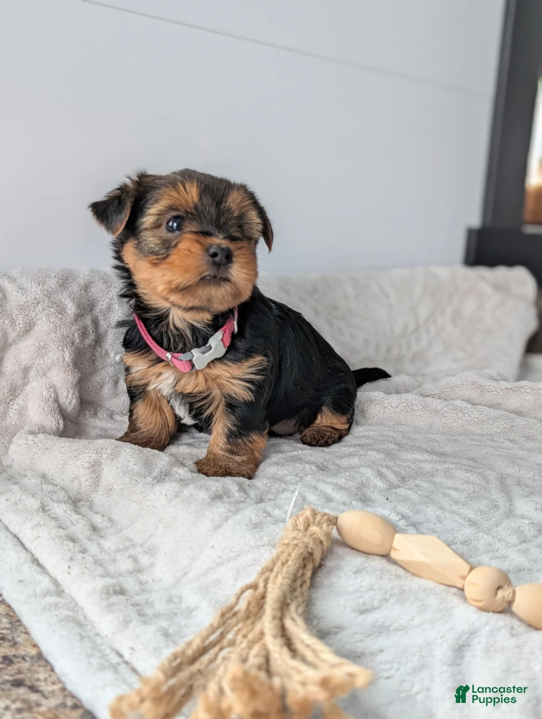 Yorkshire Terrier dogs for sale: Dutchess  - Ad 2