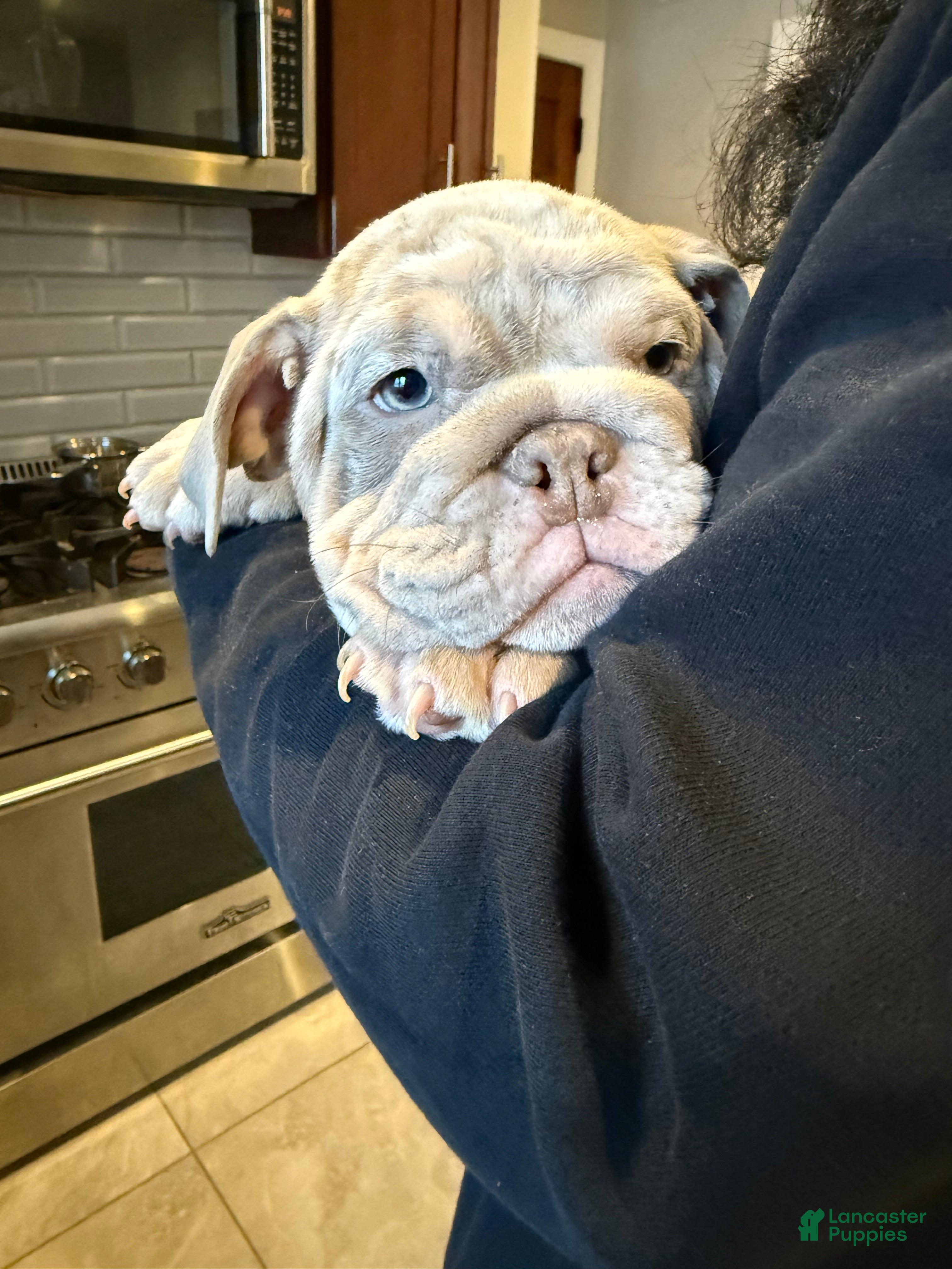 English Bulldog dogs English Bulldog Puppy 3 - Ad 41