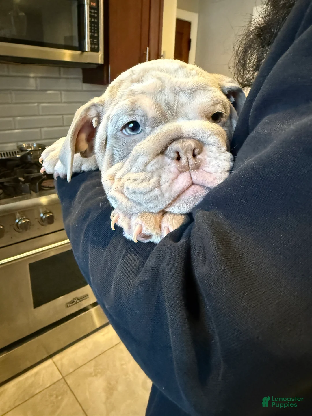 English Bulldog dogs for sale: English Bulldog Puppy 3 - Ad 1