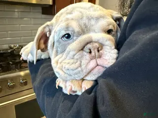 English Bulldog dogs English Bulldog Puppy 3 - Ad 39