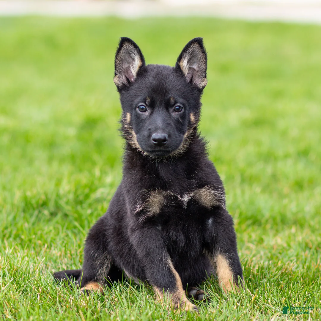 German Shepherd dogs for sale: Sebastian German Shepherd Puppy  - Ad 1