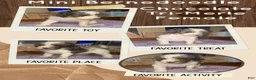 Mini Bernedoodle dogs for sale: Mini Bernedoodle 8 - Ad 1