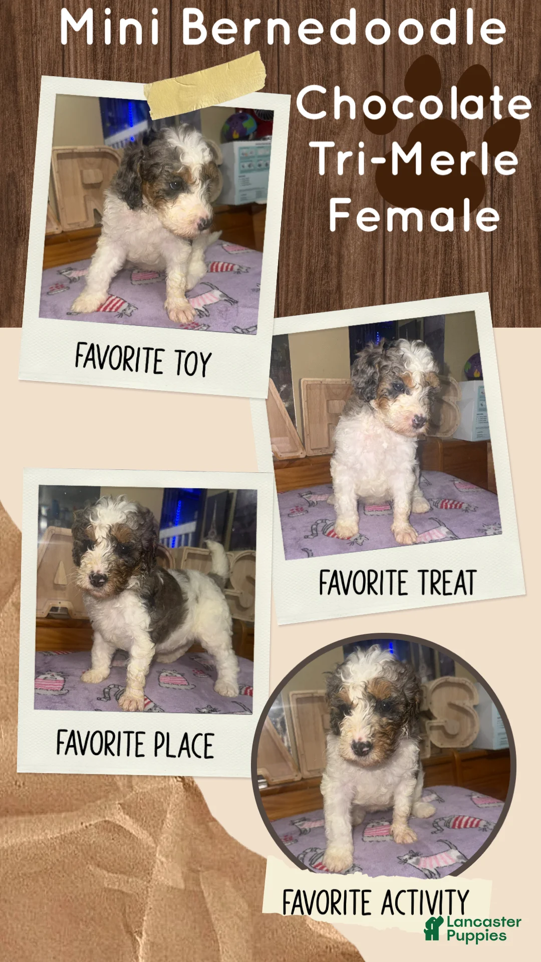 Mini Bernedoodle dogs for sale: Mini Bernedoodle 8 - Ad 1
