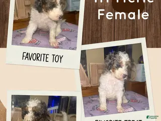 Mini Bernedoodle dogs Mini Bernedoodle 8 - Ad 21