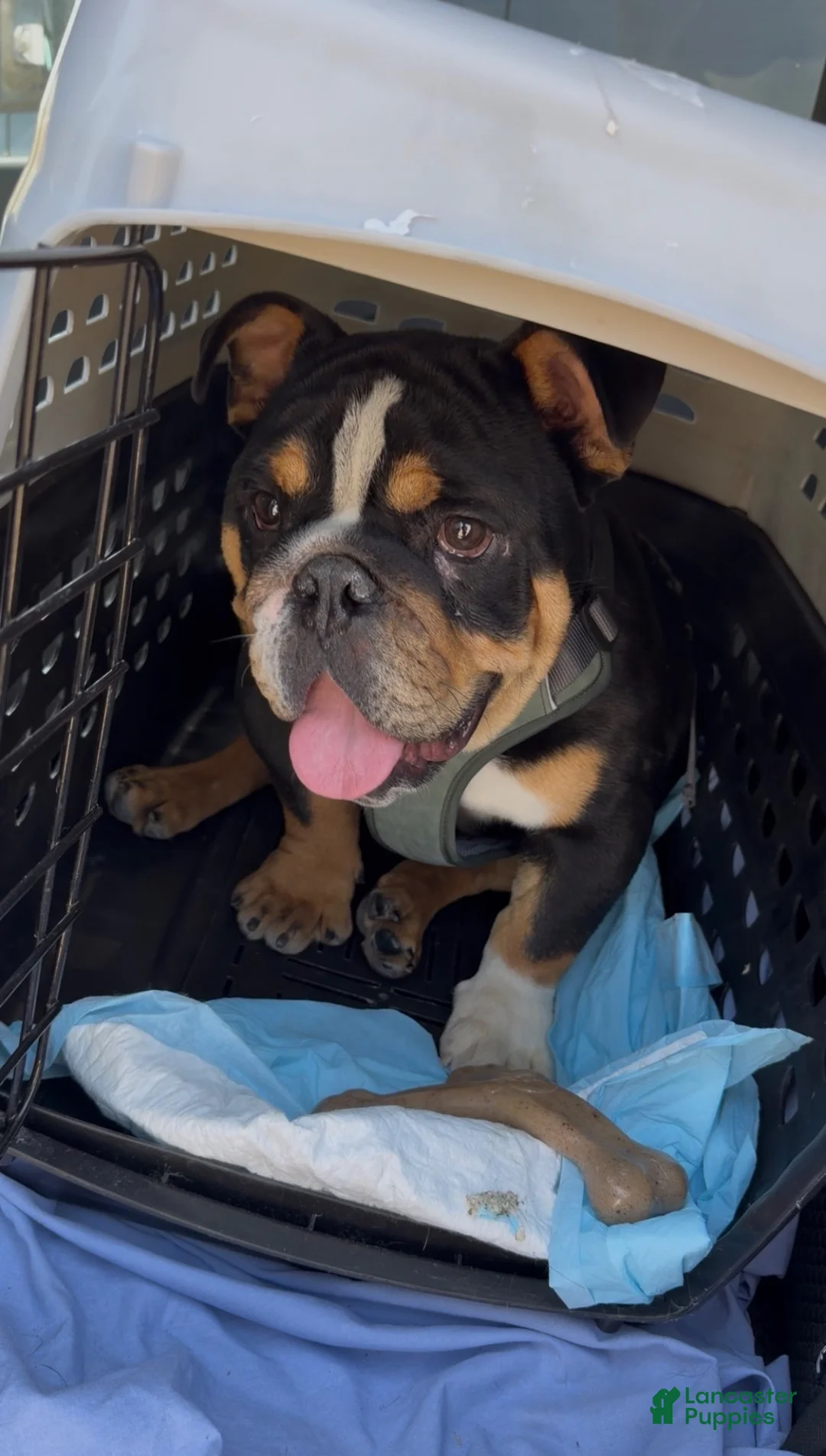 English Bulldog dogs for sale: Lucca  - Ad 1