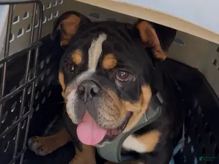 English Bulldog dogs Lucca - Ad 13