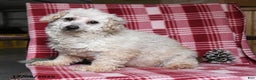 Toy Poodle dogs for sale: Daisy - Ad 1