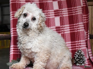 Toy Poodle dogs Daisy - Ad 15