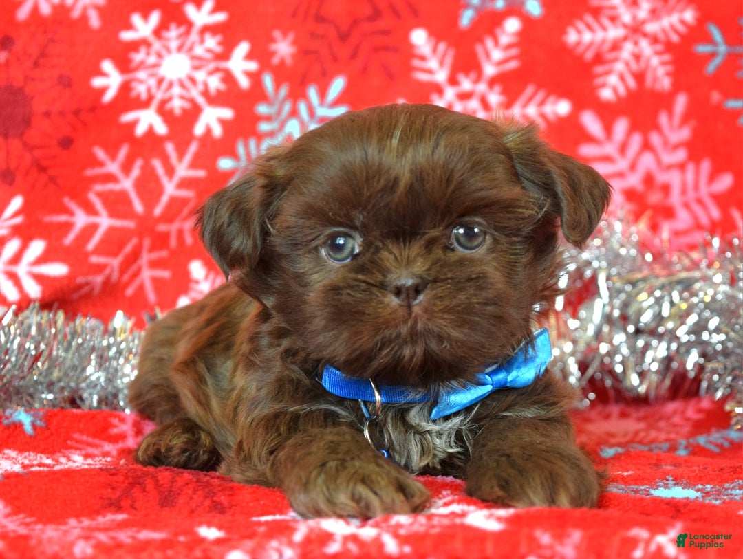 Shih Tzu dogs for sale: Cookie - Ad 9