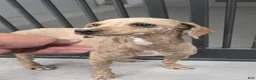 Miniature Poodle dogs for sale: Willow - Ad 11