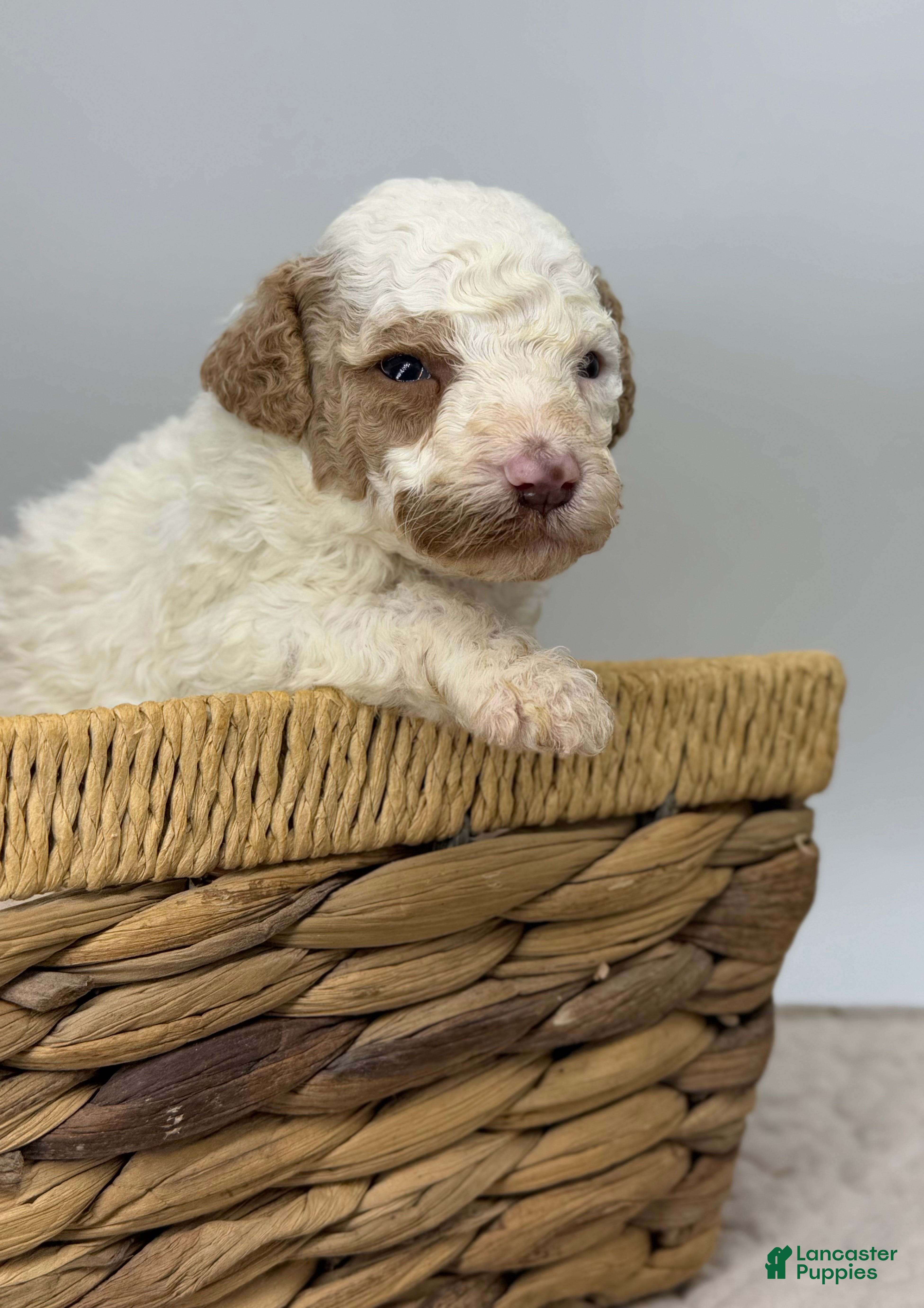 Miniature Poodle dogs Pudding - Ad 22