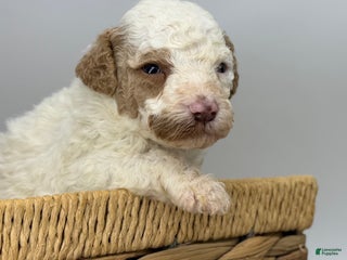 Miniature Poodle dogs Pudding - Ad 14