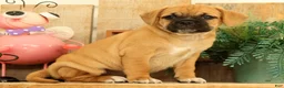Puggle dogs for sale: Brandy - Ad 5
