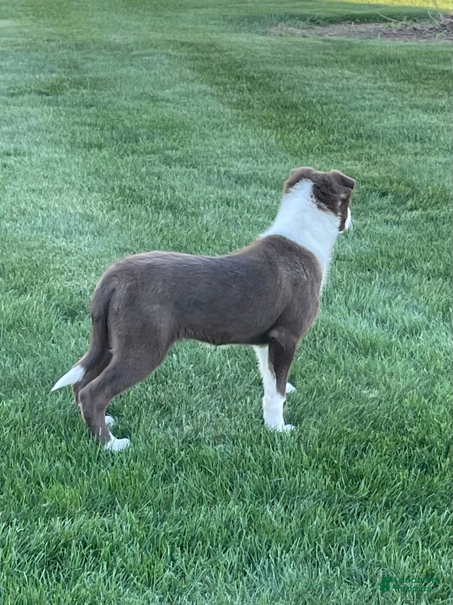 Border Collie dogs Border Collie Puppy 1 Chase - Ad 17
