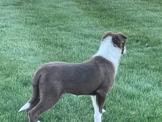 Border Collie dogs Border Collie Puppy 1 Chase - Ad 20