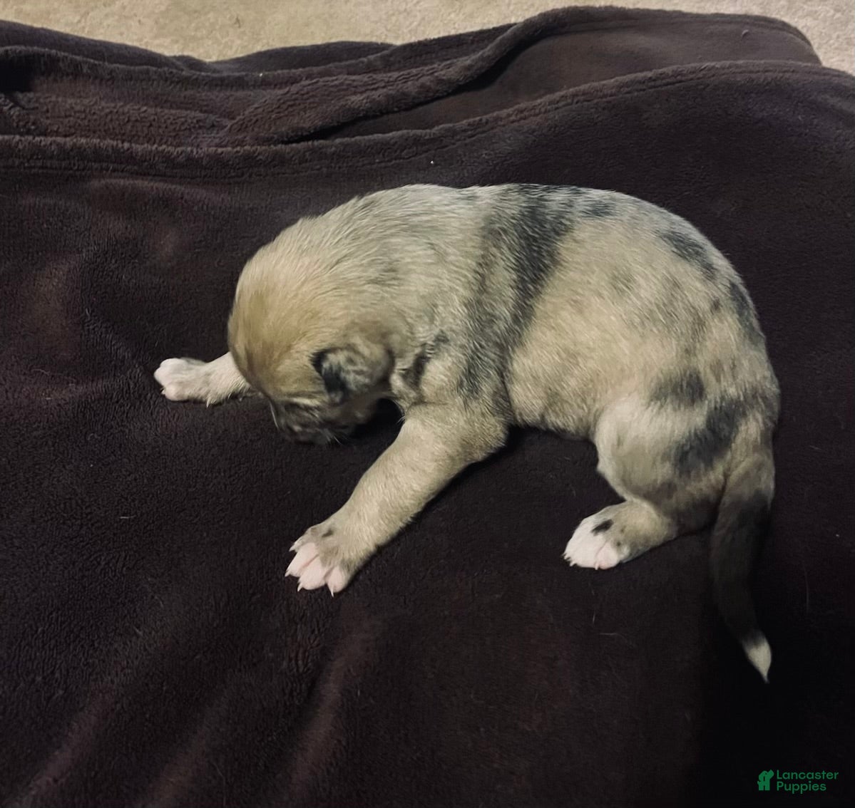 Mixed Breed dogs Mixed Breed Puppy 6 - Ad 5