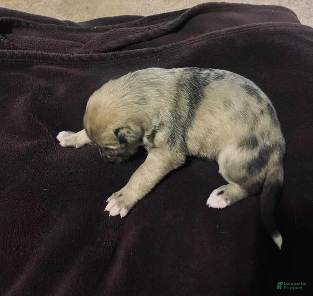 Mixed Breed dogs for sale: Mixed Breed Puppy 6 - Ad 1