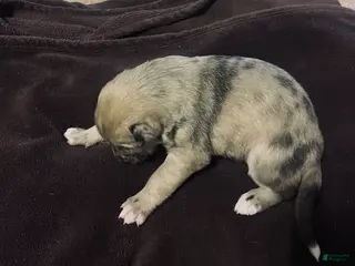 Mixed Breed dogs Mixed Breed Puppy 6 - Ad 5