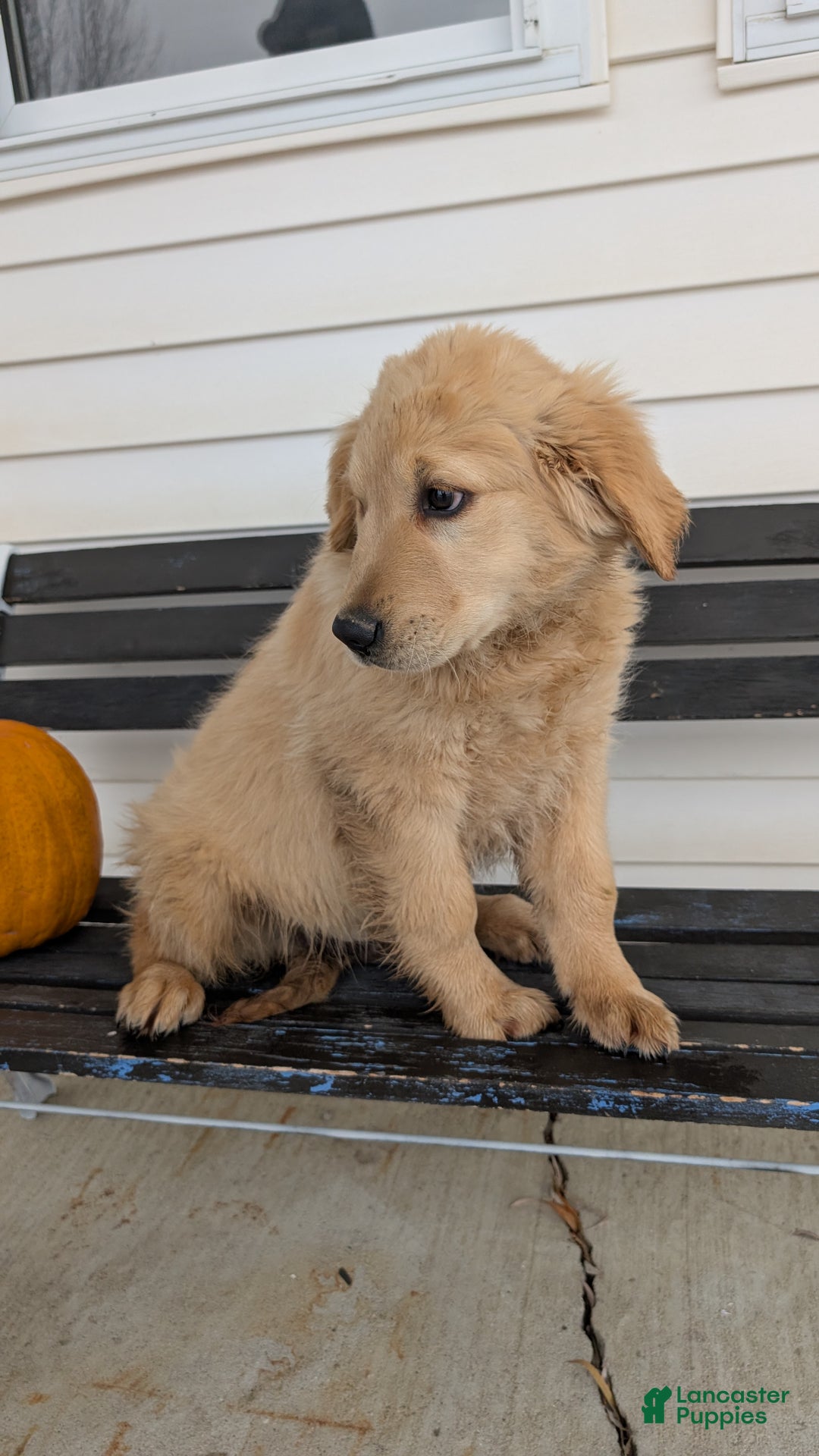 Golden Retriever dogs for sale: Captain  - Ad 10