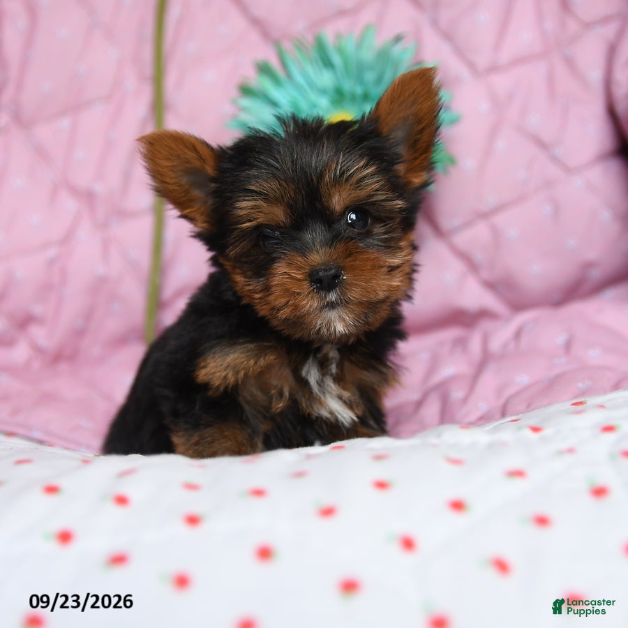 Yorkshire Terrier dogs Paprika - Ad 2