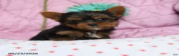 Yorkshire Terrier dogs for sale: Paprika - Ad 2
