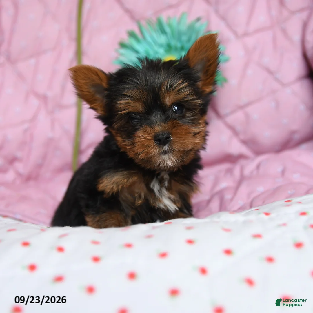 Yorkshire Terrier dogs for sale: Paprika - Ad 2