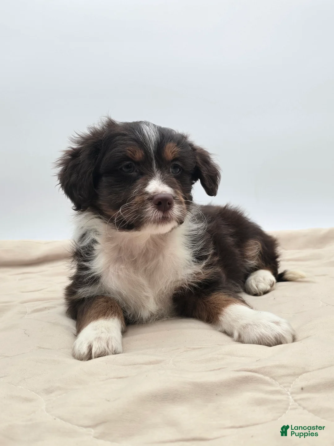 Aussiedoodle dogs for sale: Joey - Ad 1