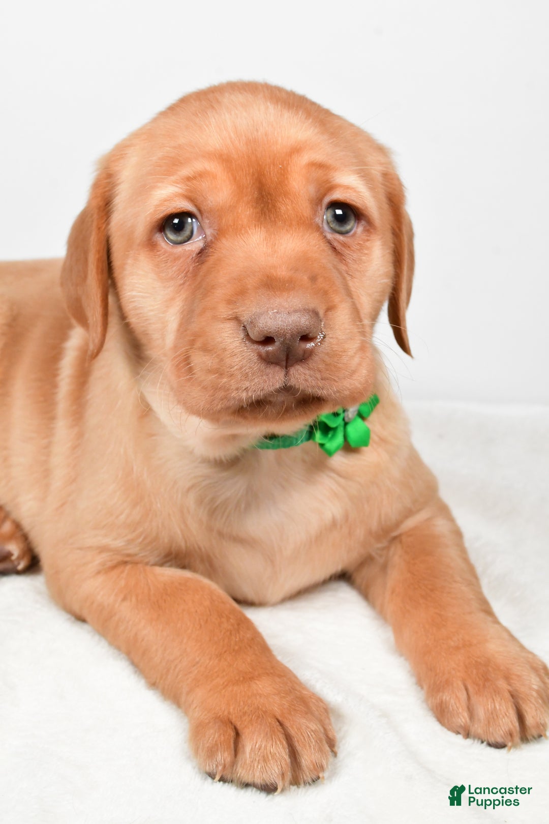 Labrador Retriever dogs for sale: Nikki - Ad 5