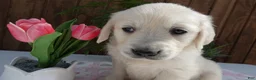 Golden Retriever dogs for sale: Golden Retriever 9 Tina - Ad 1