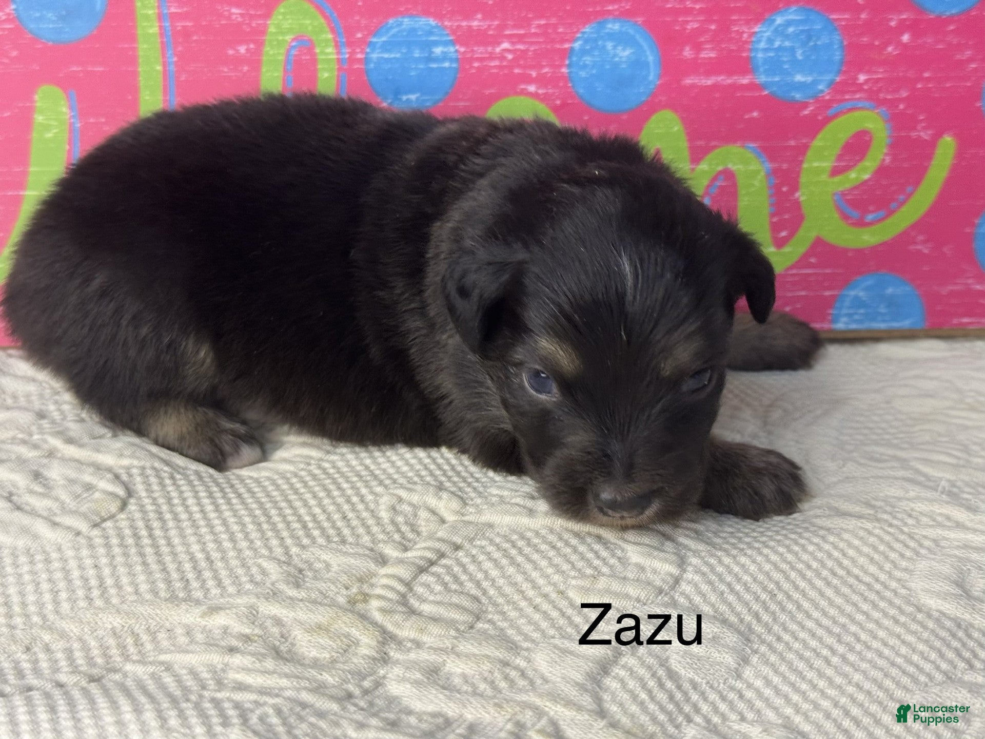 Miniature Australian Shepherd dogs Zazu - Ad 1