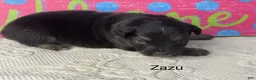 Miniature Australian Shepherd dogs for sale: Zazu - Ad 1