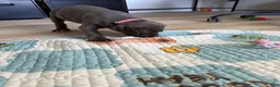 Cane Corso dogs for sale: Kitana - Ad 2